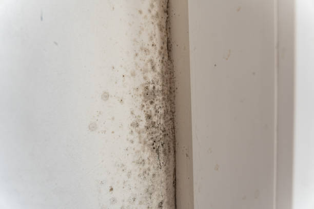 Mold Odor Removal Services in Woodson Terrace, MO